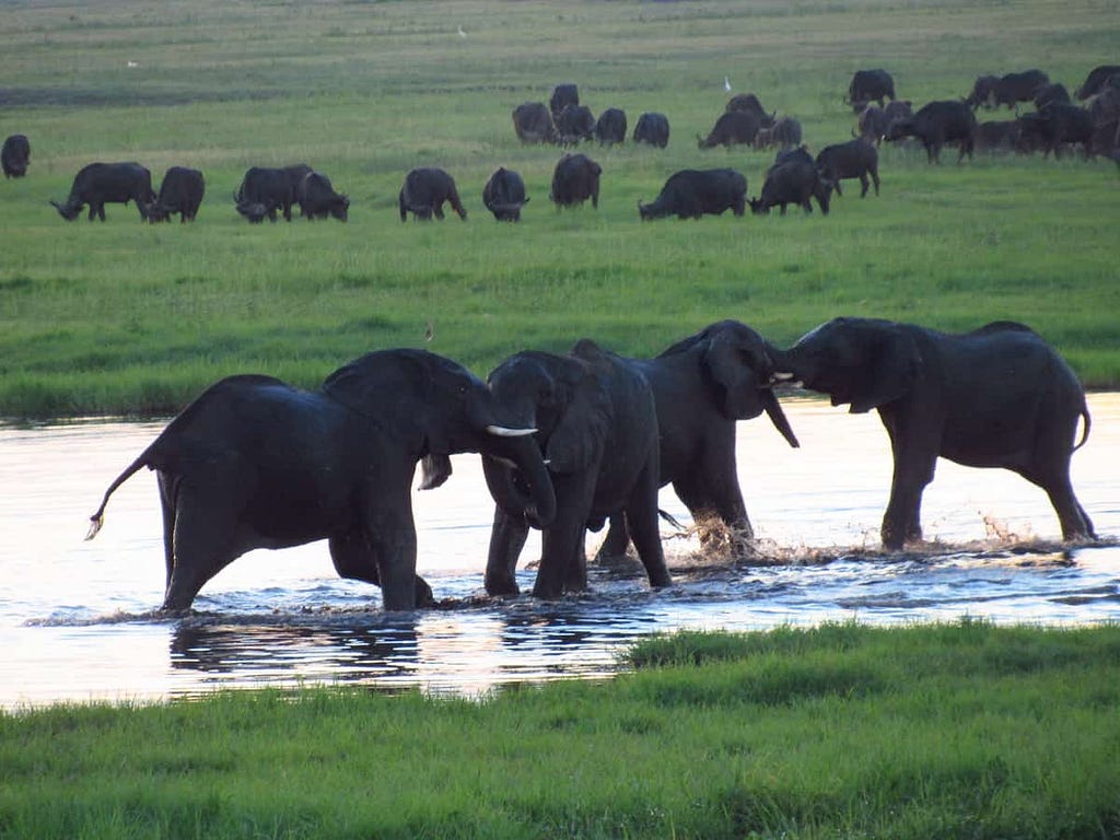 Elephants playing in the water in the Okavango Delta waterway, with buffalo grazing in the background