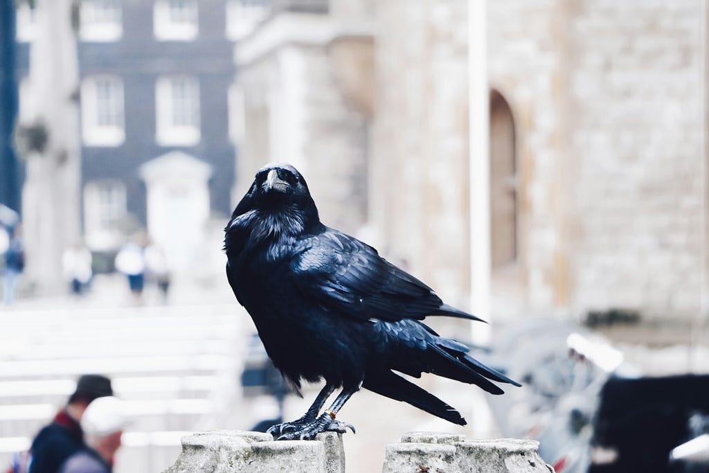A raven sits perched on a stone post in a city.