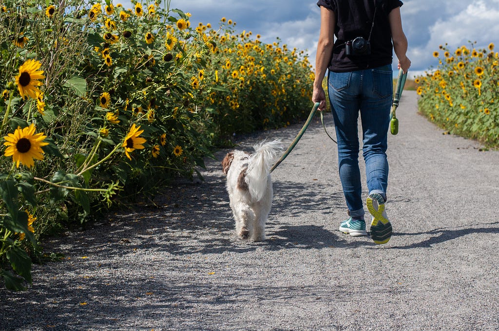 Woman walking her dog on a path through a field of sunflowers