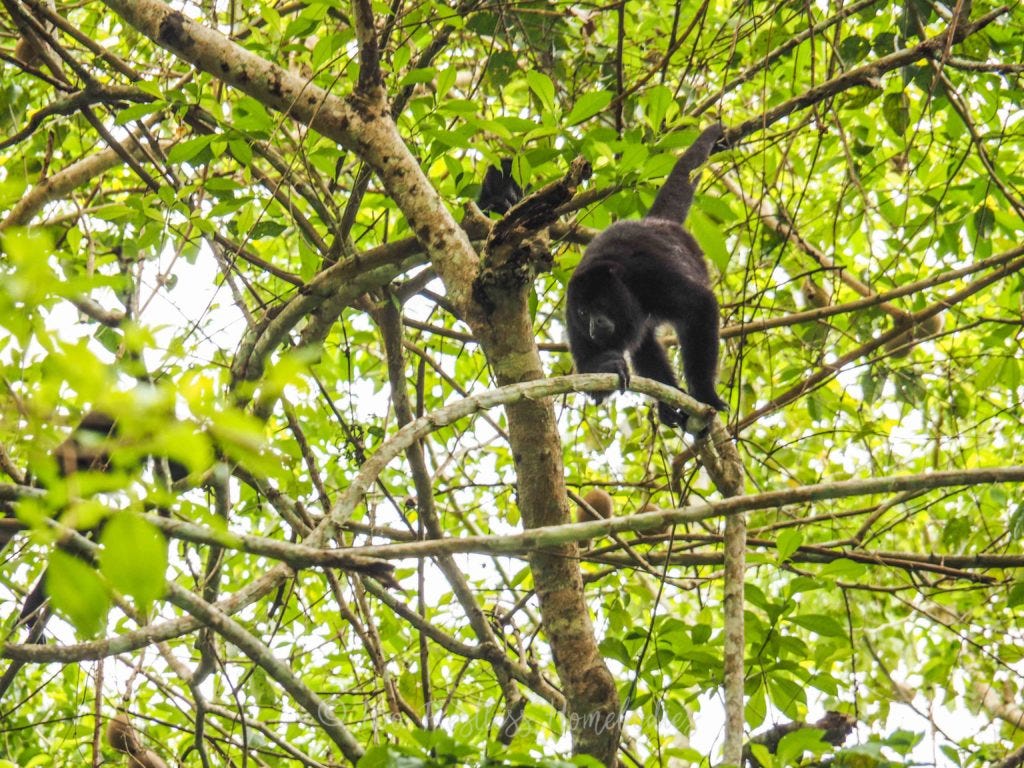 Howler monkey on the move toward the camera, Tikal Guatemala