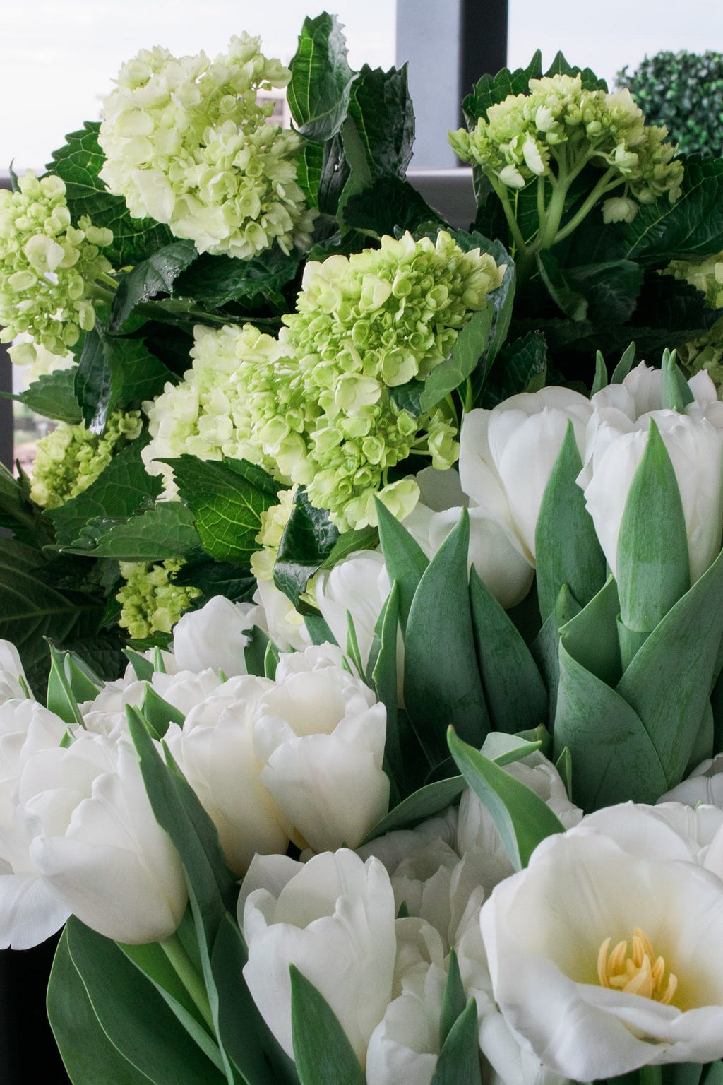 green hydrangeas and white tulips