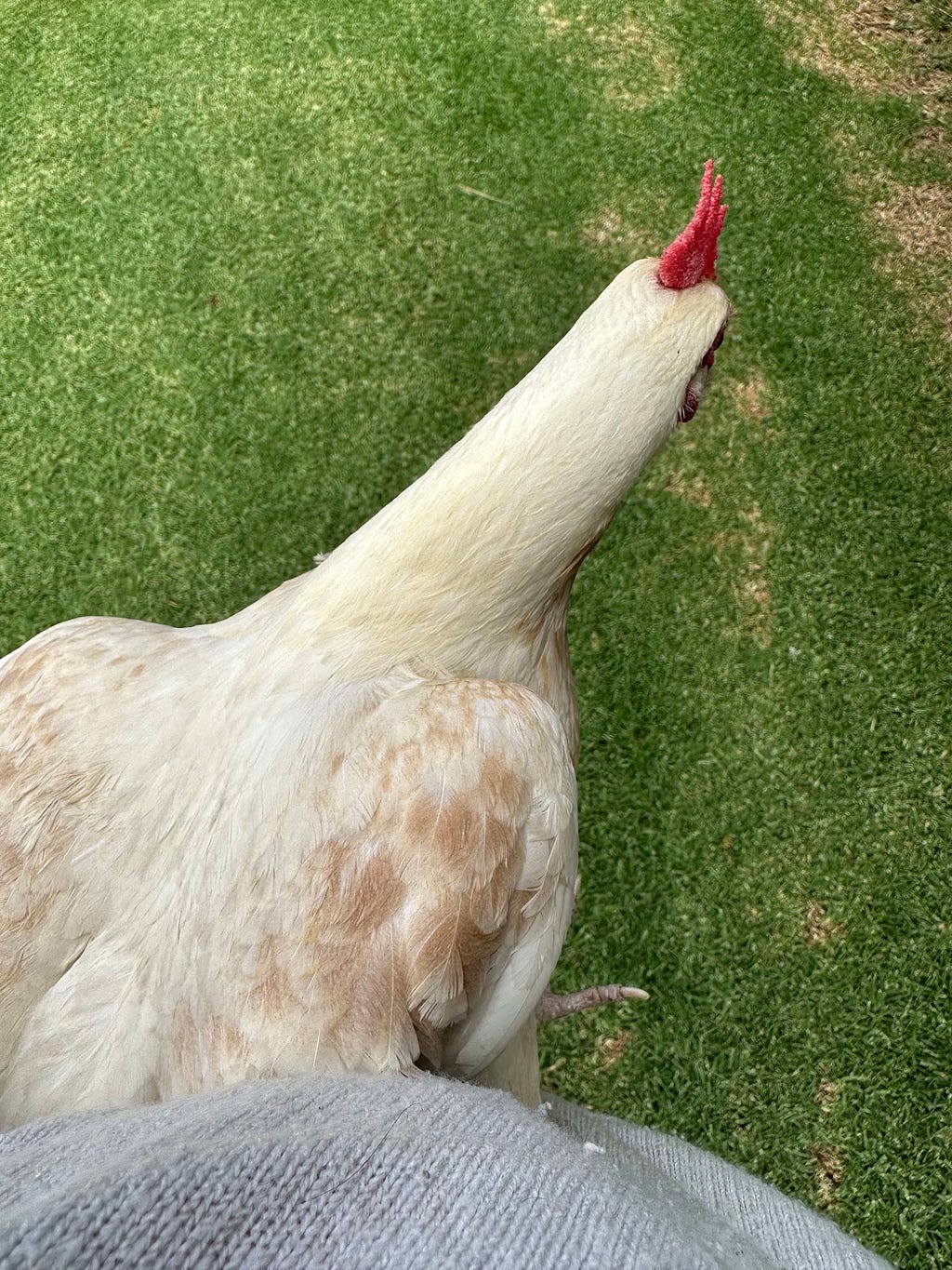 5 Law of Attraction Techniques You Need to Know — my pet chicken