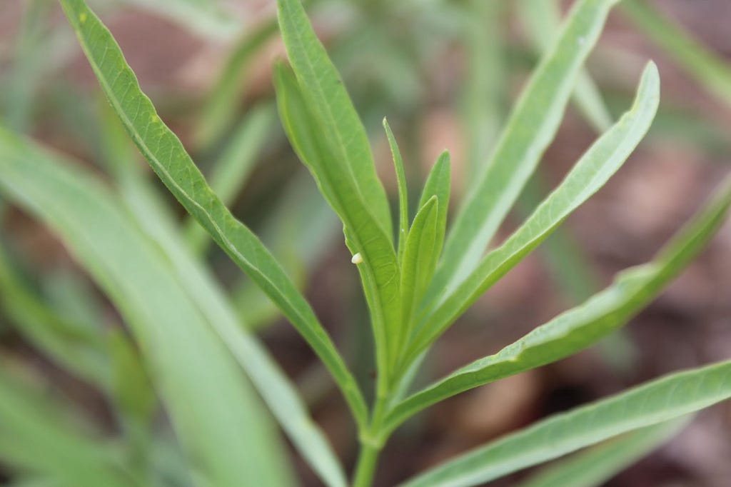 Closeup shot of milkweed plant