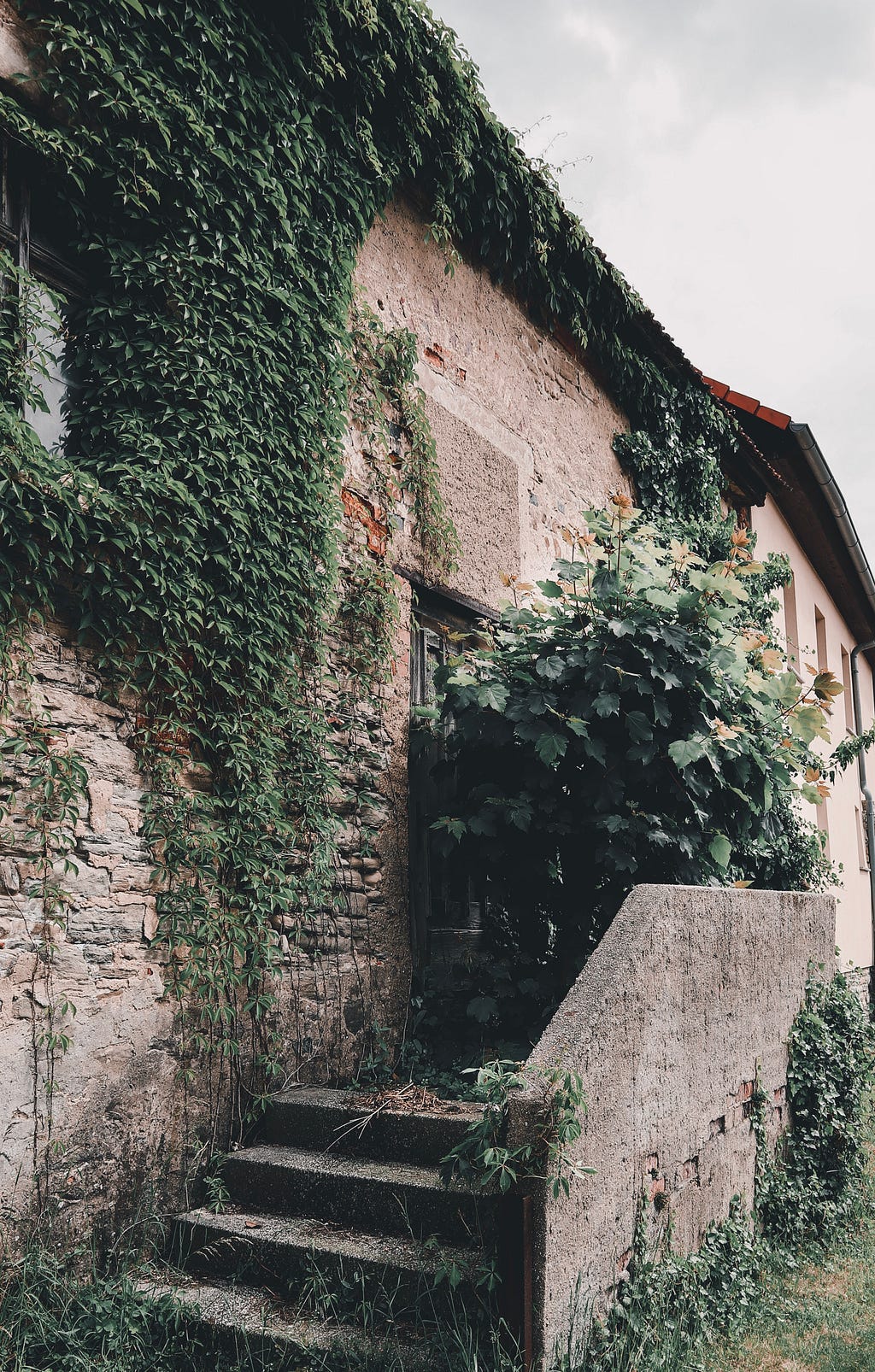 this picture depicts Ivy growing on the walls of a house, to represent how plants will grow wherever there are resources.