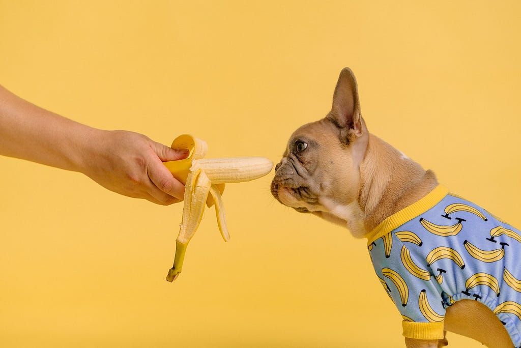 dog sniffing banana