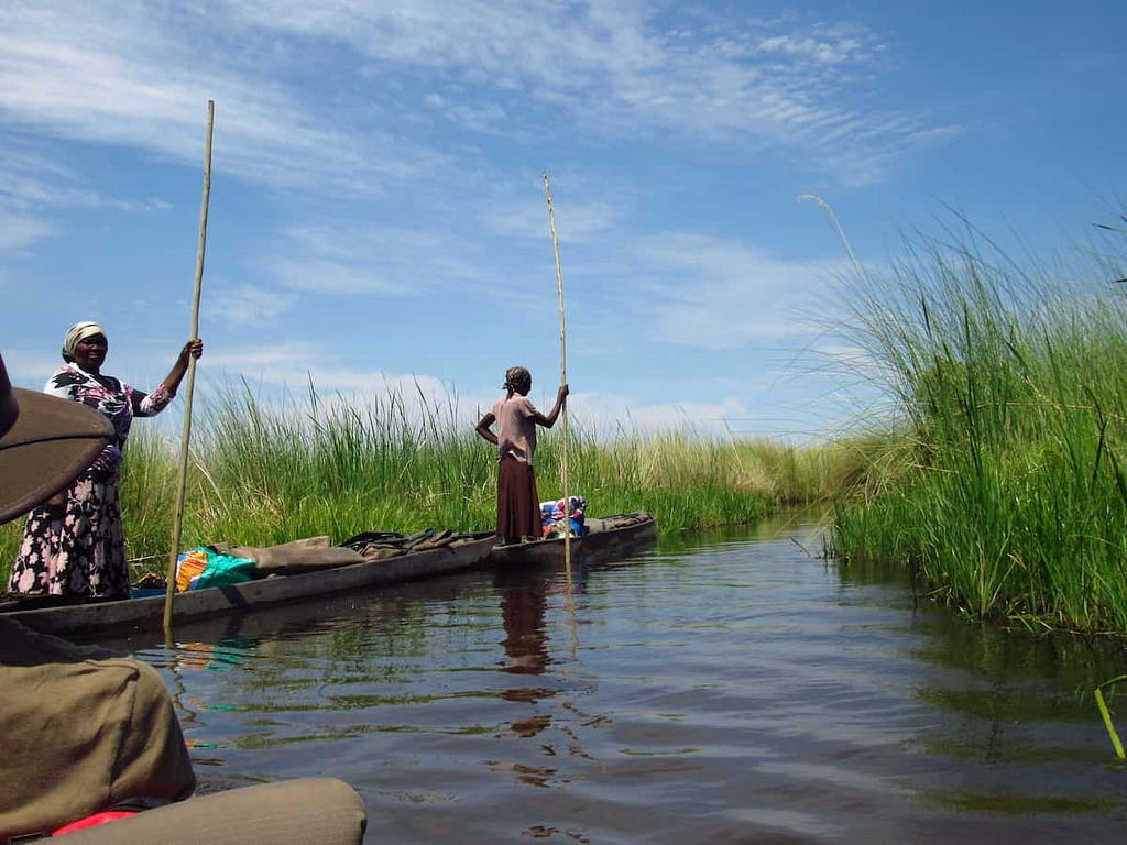 Two polers moving a mokoro along through the waterway lined by reeds