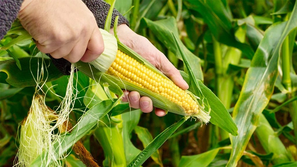 A person picking GMO corn