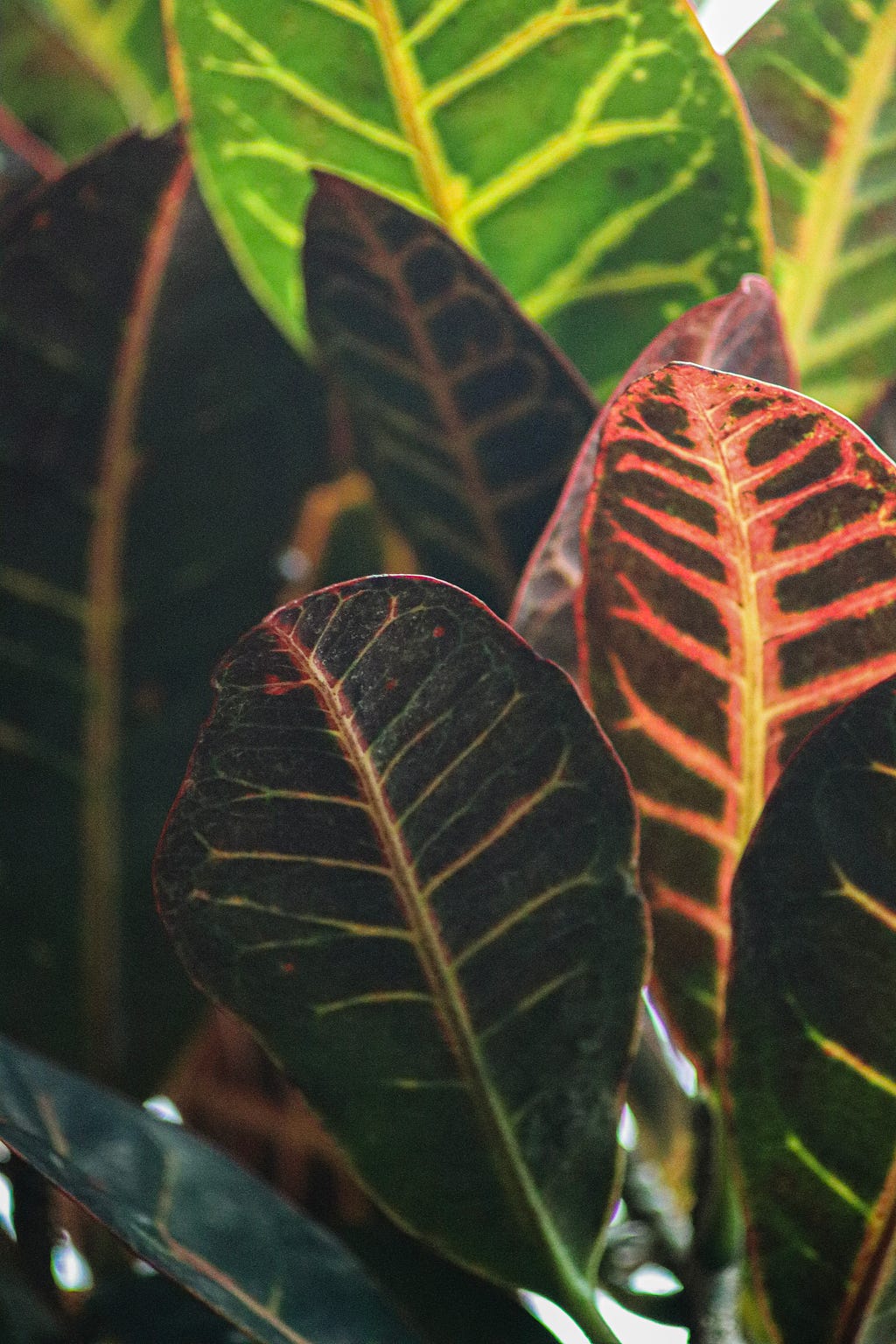 Image of Croton plant leaves close up