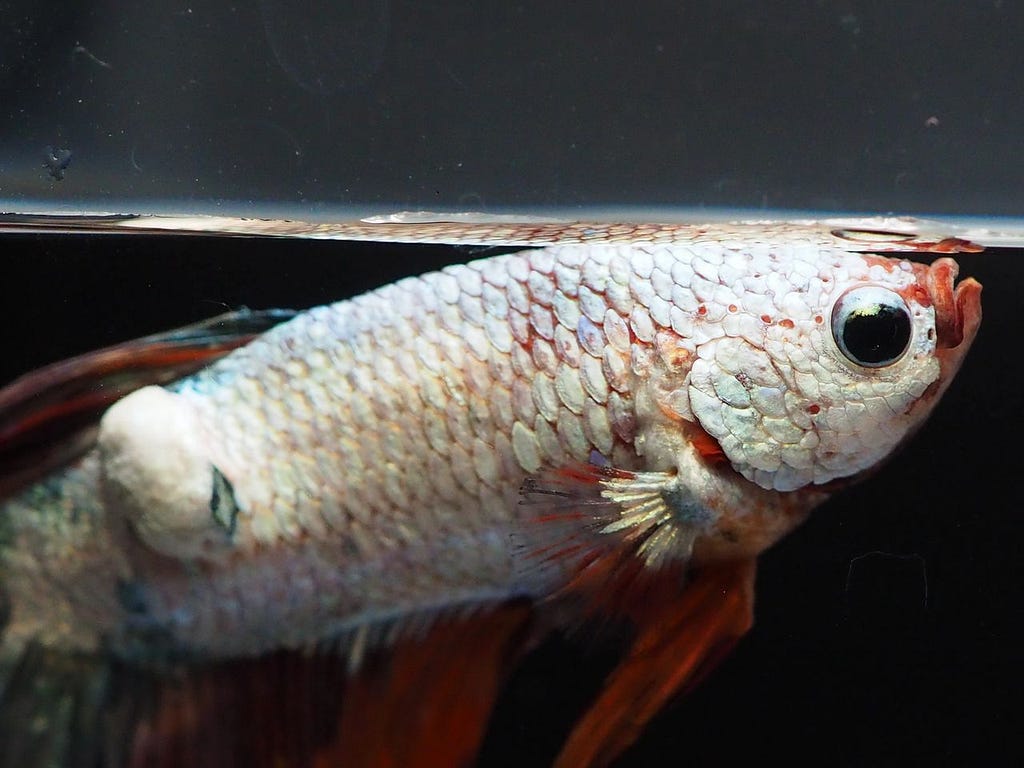 betta fish tumor white patch bump growth treatment