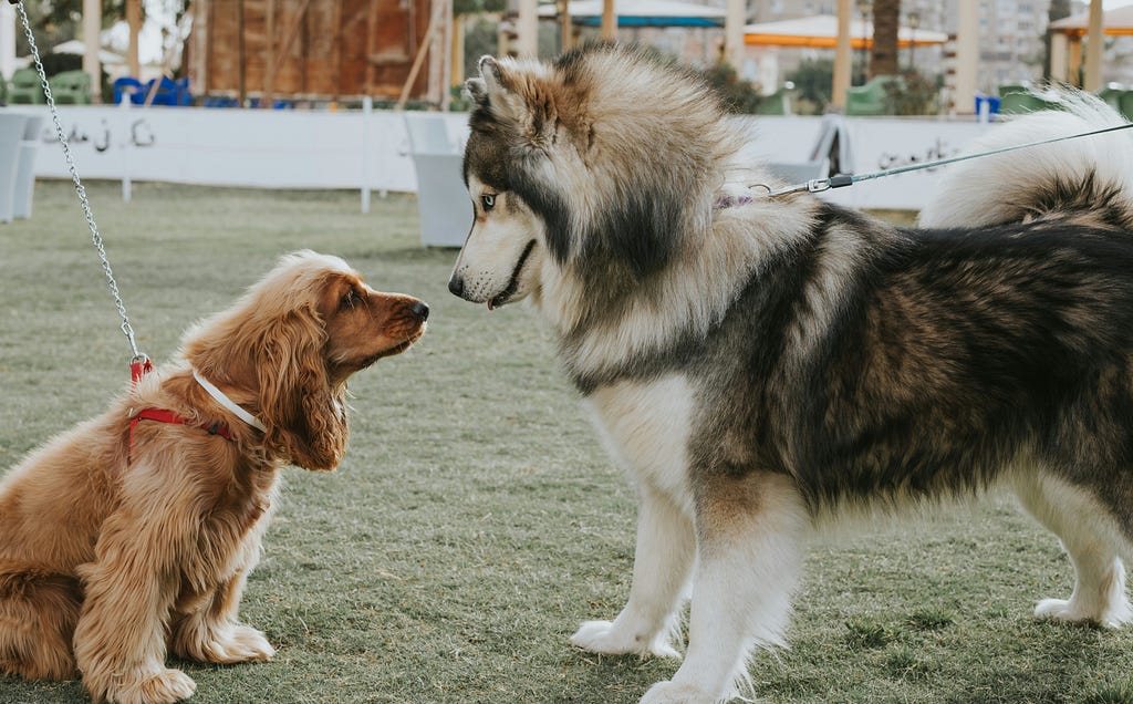 smallest and biggest dog breeds