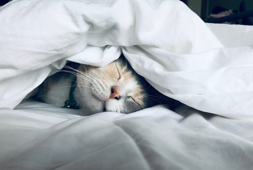 I wish I could sleep like this little cat having a cat-nap tucked up in bed!