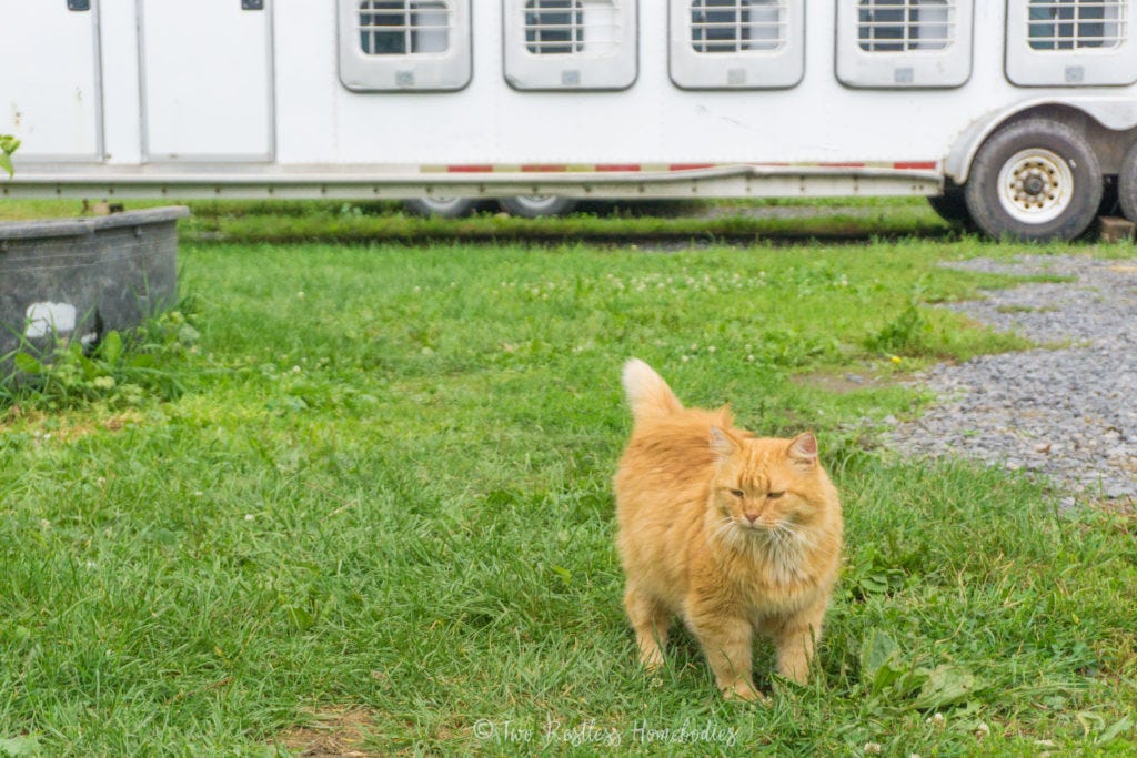 Cute red fluffy cat from Painted Bar Stables in New York