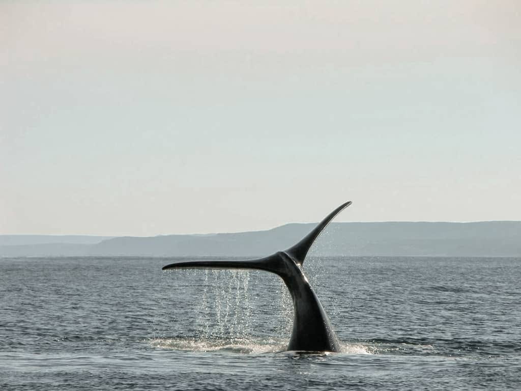 whale watching in hawaii