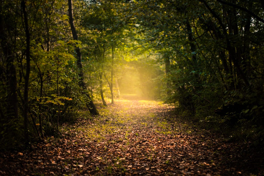 Broad forest path leading to a sunny opening