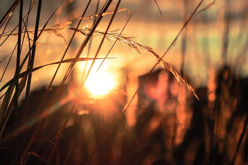 Close-up image of wheat grass in the foreground with a blurry sunrise in the background