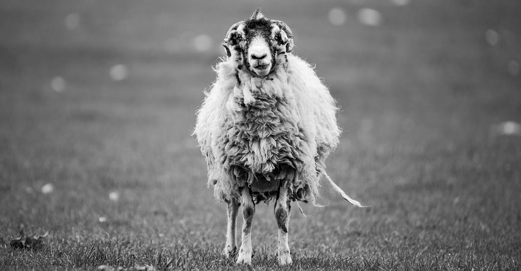 a black and white picture of a sheep looking at the camera