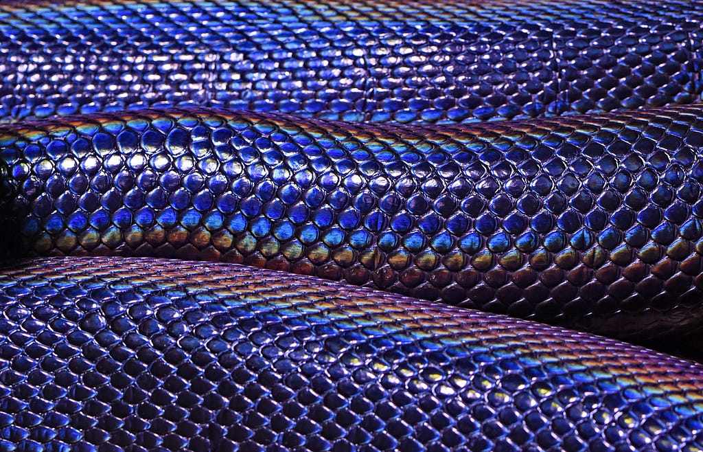 Photograph, close-up of iridescent skin of a water python that has recently shed its old skin.