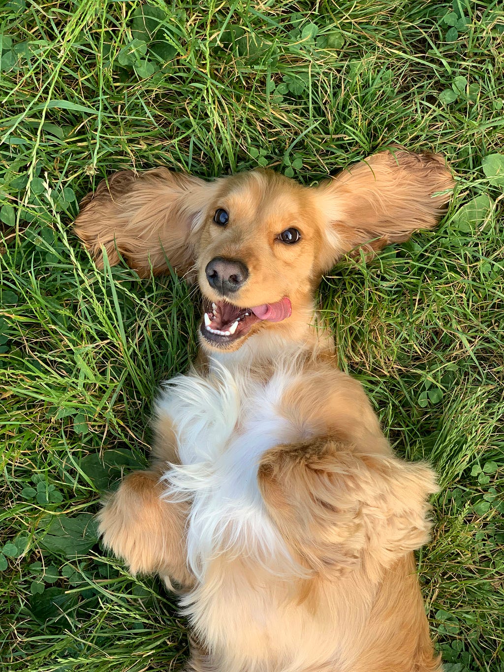 A dachshund lying on its back in the grass