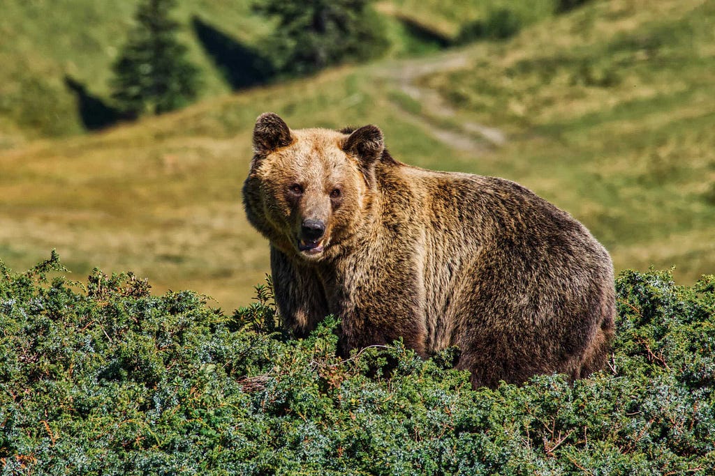 Boy attack bear