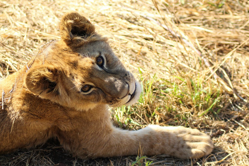 Photo of a lion´s cub looking at the camera with their head tilted to the left.