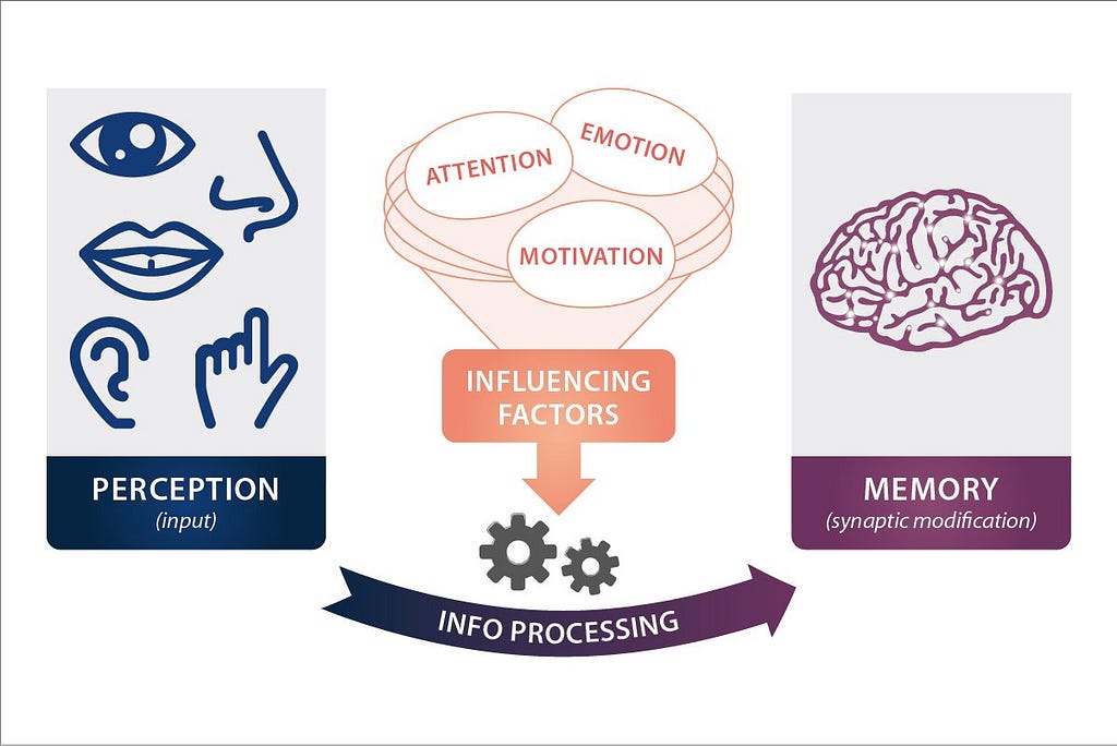 Simplified diagram showing how the brain learns