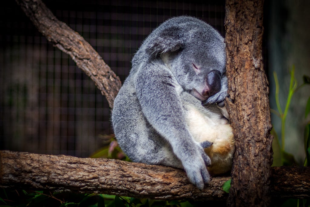 A coala sleeping on the tree