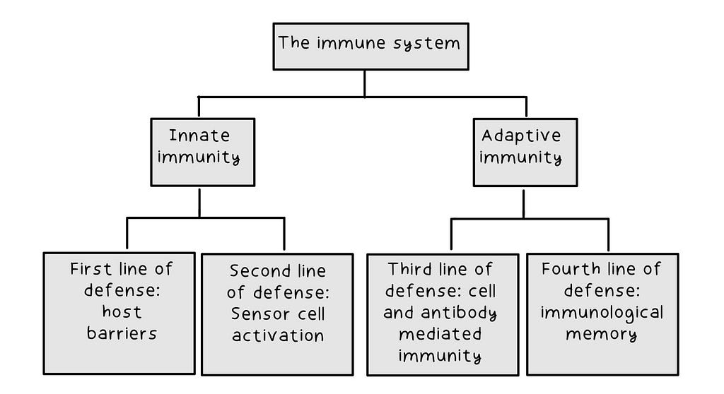 The four lines of defense of the immune system
