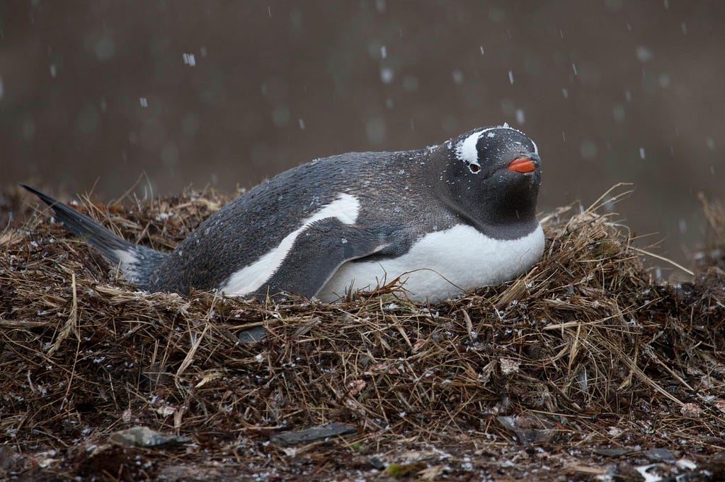 Photo of a gentoo penguin on a nest with light snow in the air.