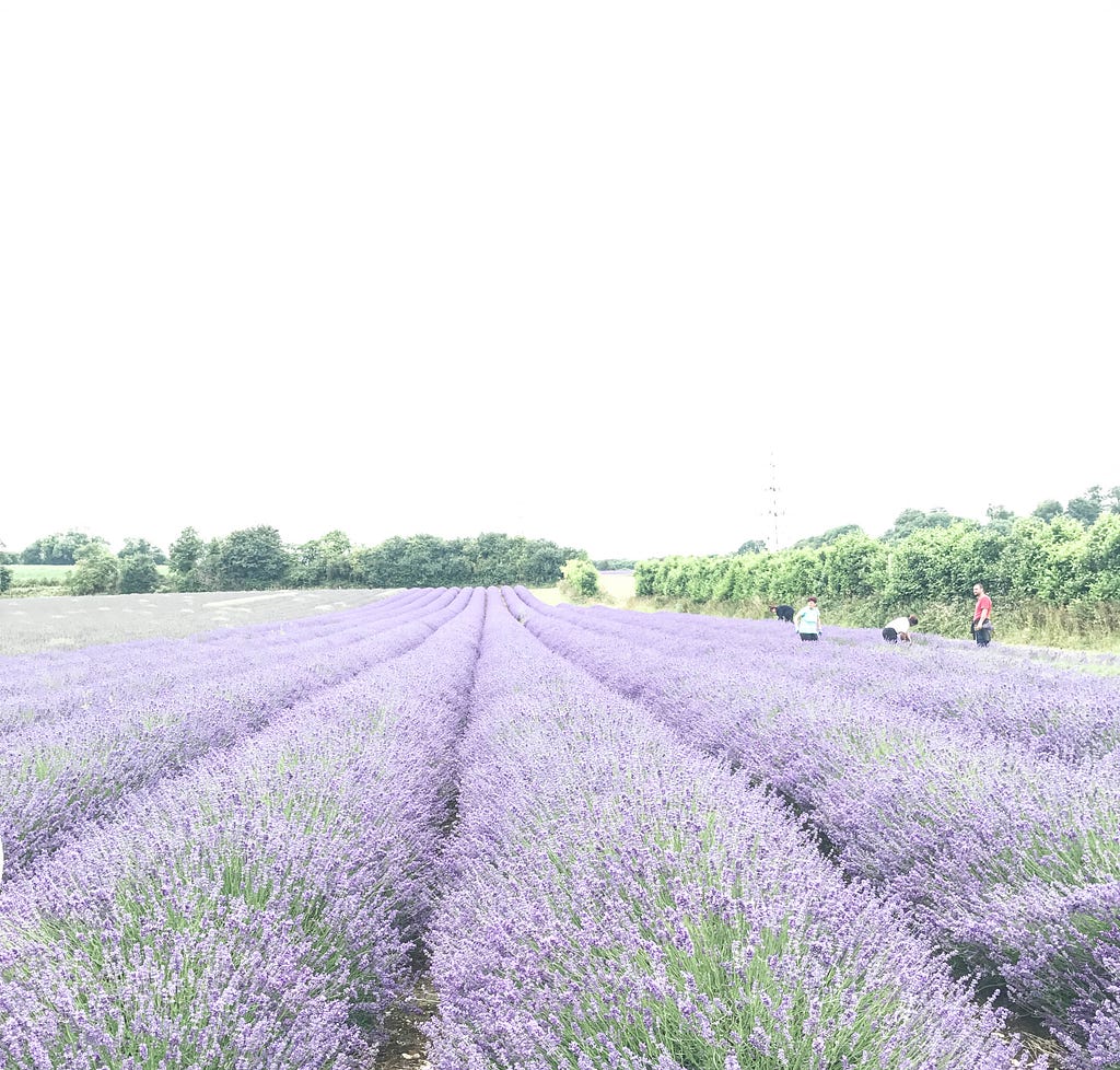 Lavender field Hop Shop kent