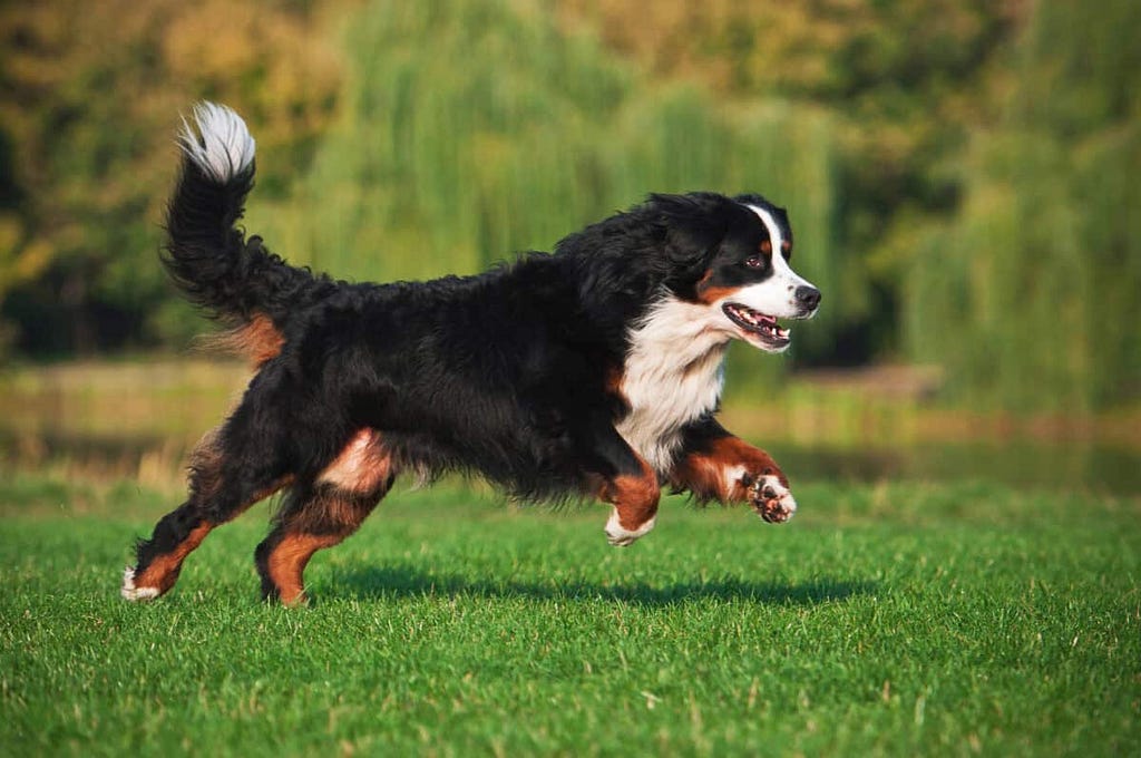 bernese