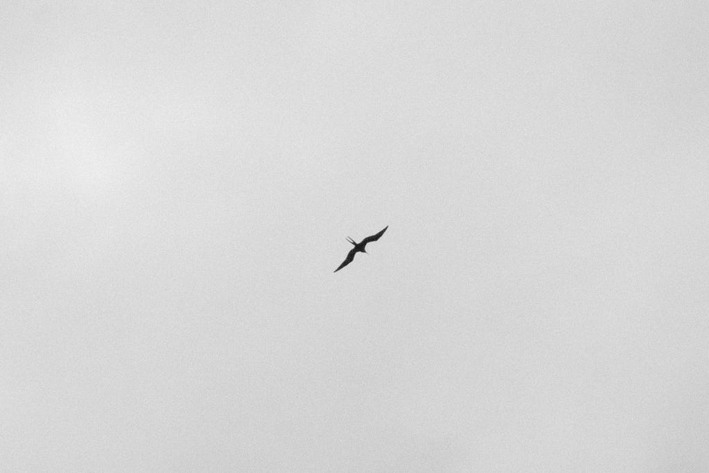 A lonely bird flies in the vast empty sky.