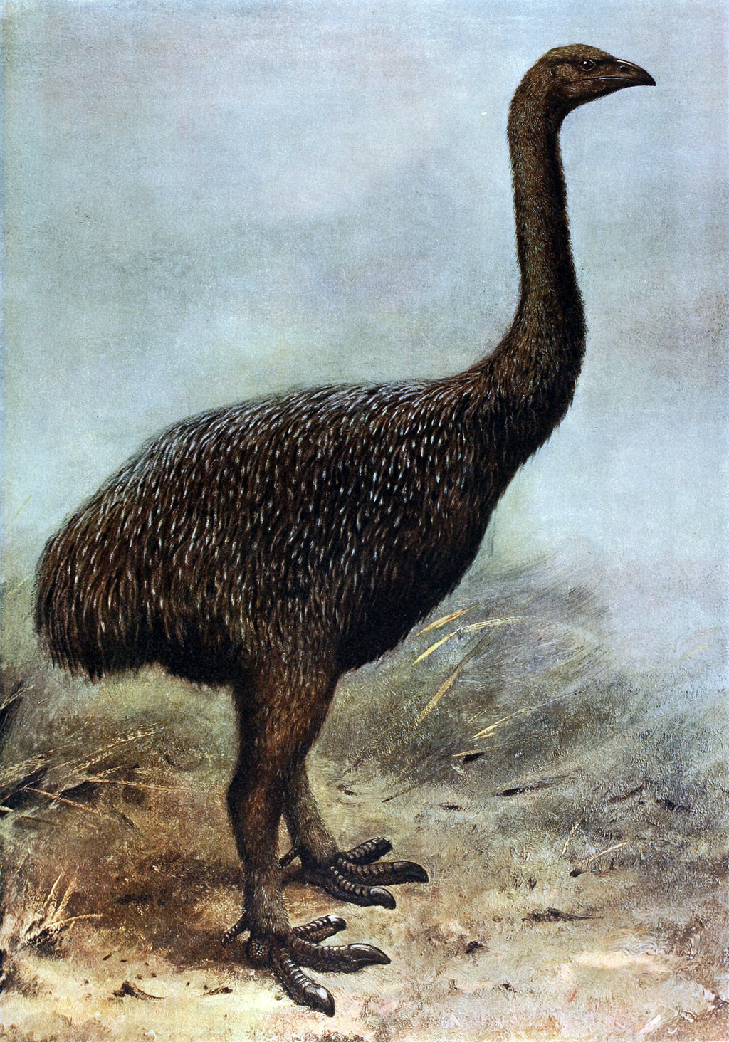 The Moa, a long-extinct bird once native to Aotearoa New Zealand. It stands incredibly high, comparable to an emu or ostrich.
