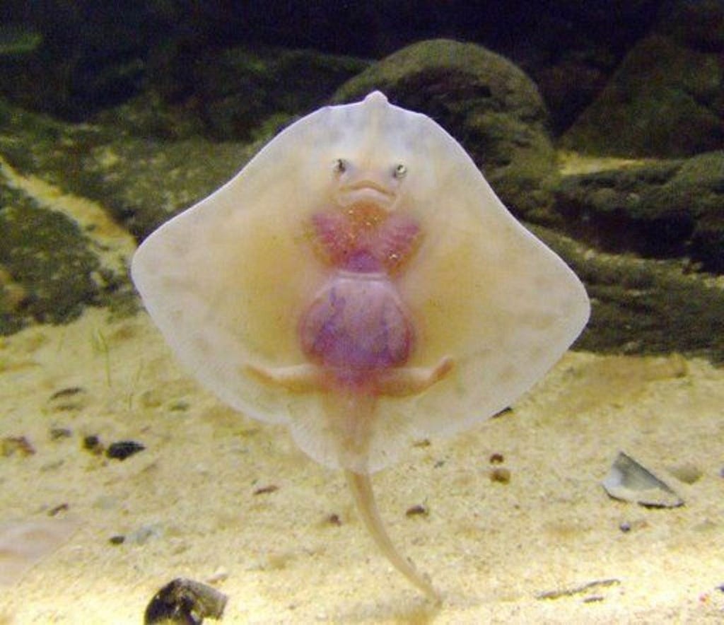 This article will provide information on various fascinating rays of the ocean, such as the cute baby stingray shown here.  Source: Pinterest