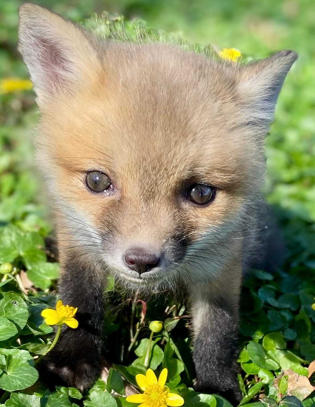 Photo of a baby fox in a field.