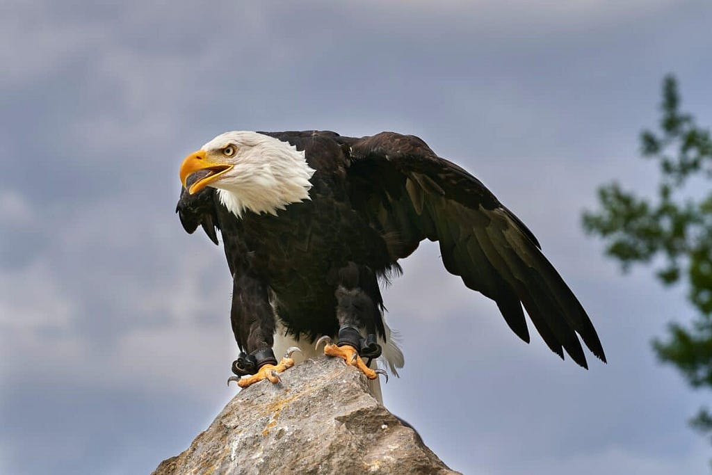 Eagle