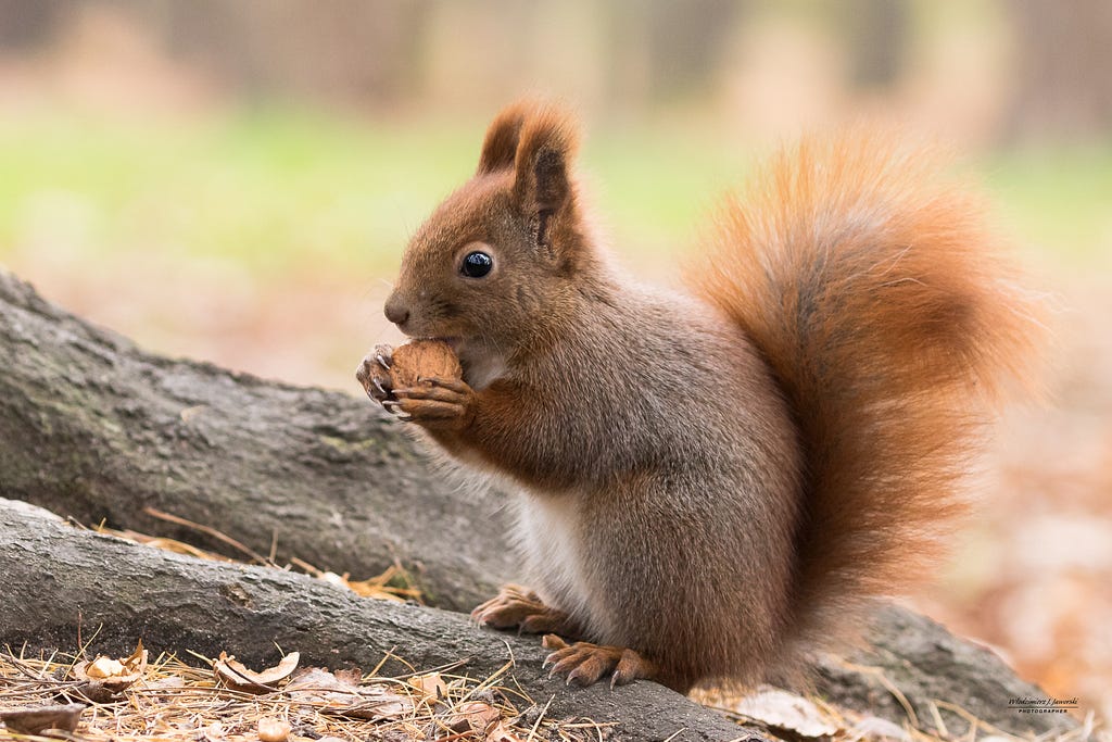 A squirrel animal eating hazelnut