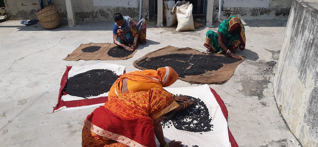 Women in Madhubani, Bihar sorting raw makhana seeds