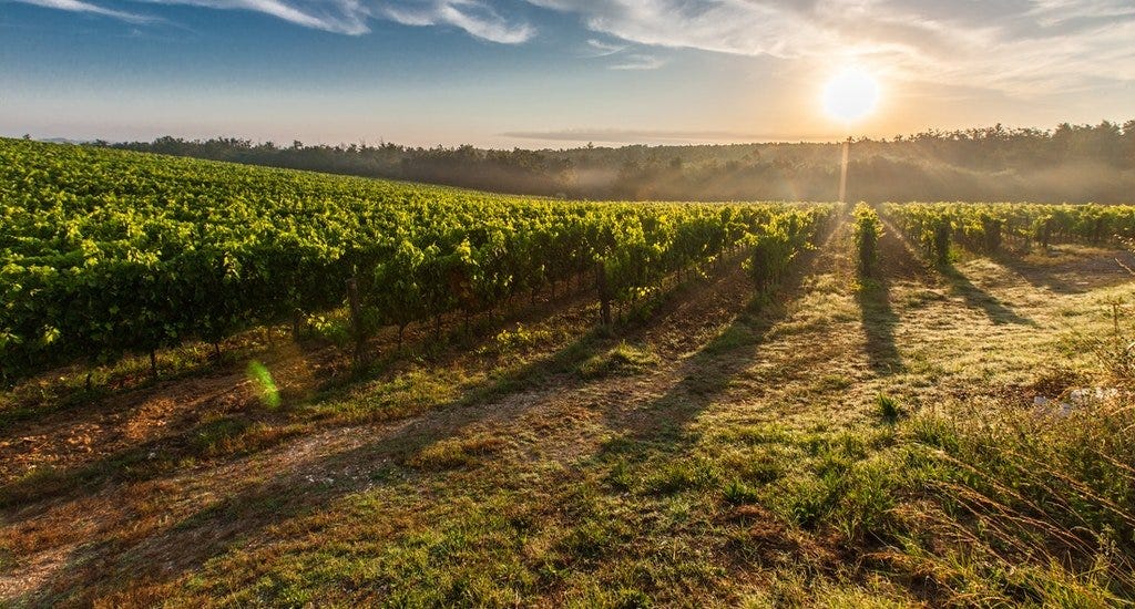 Farmland during sunset