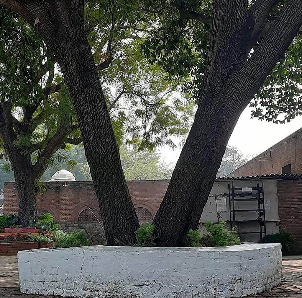 The big tree near the café at St. Stephen’s College, Delhi.