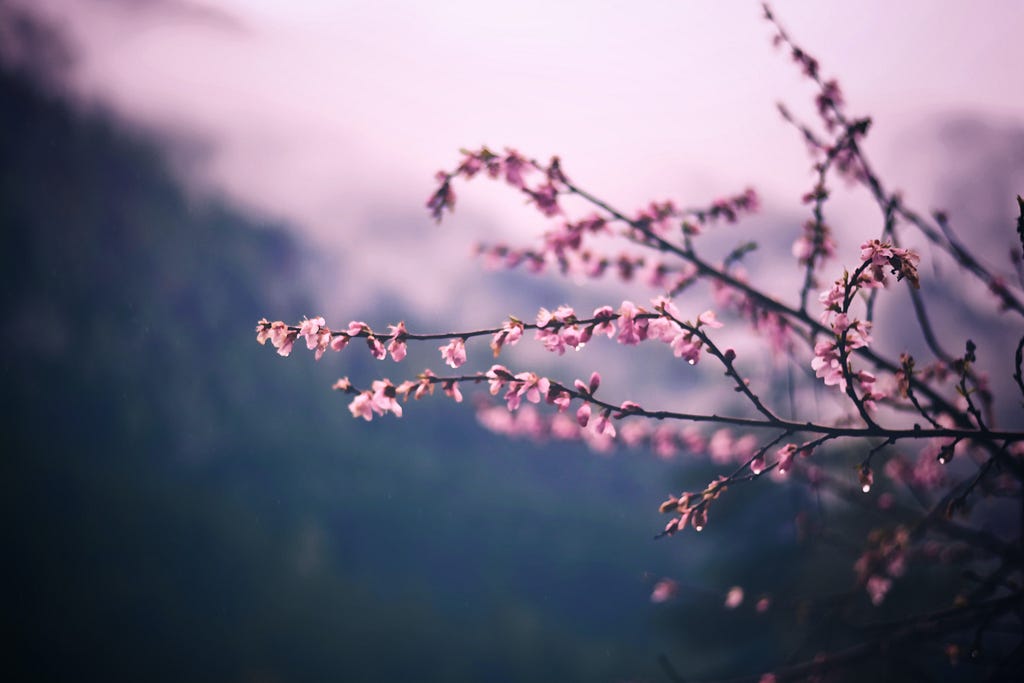 Branches of pink flowers dripping with rain