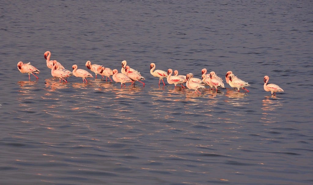 Serengeti National Park flamingos