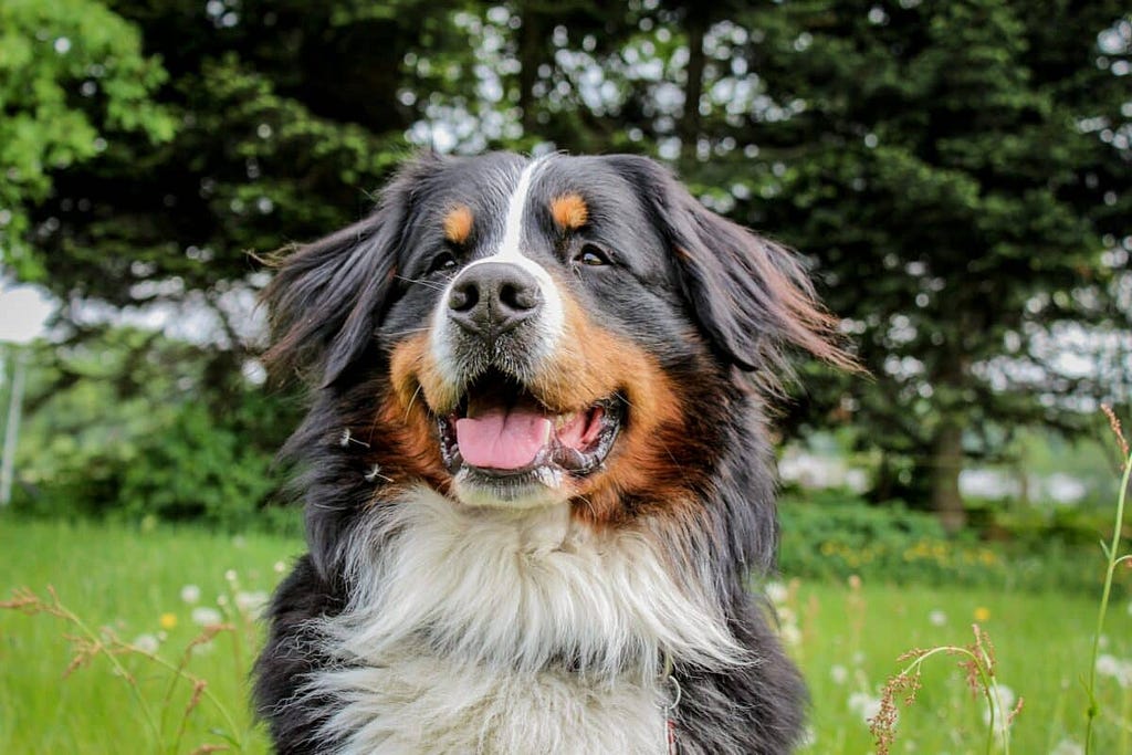 Bernese Mountain Dog