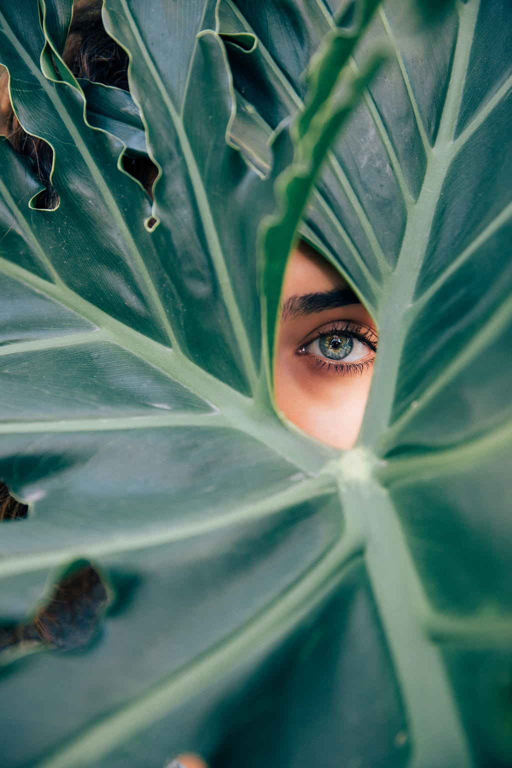 A beautiful human eye peers out of an opening between leaves.