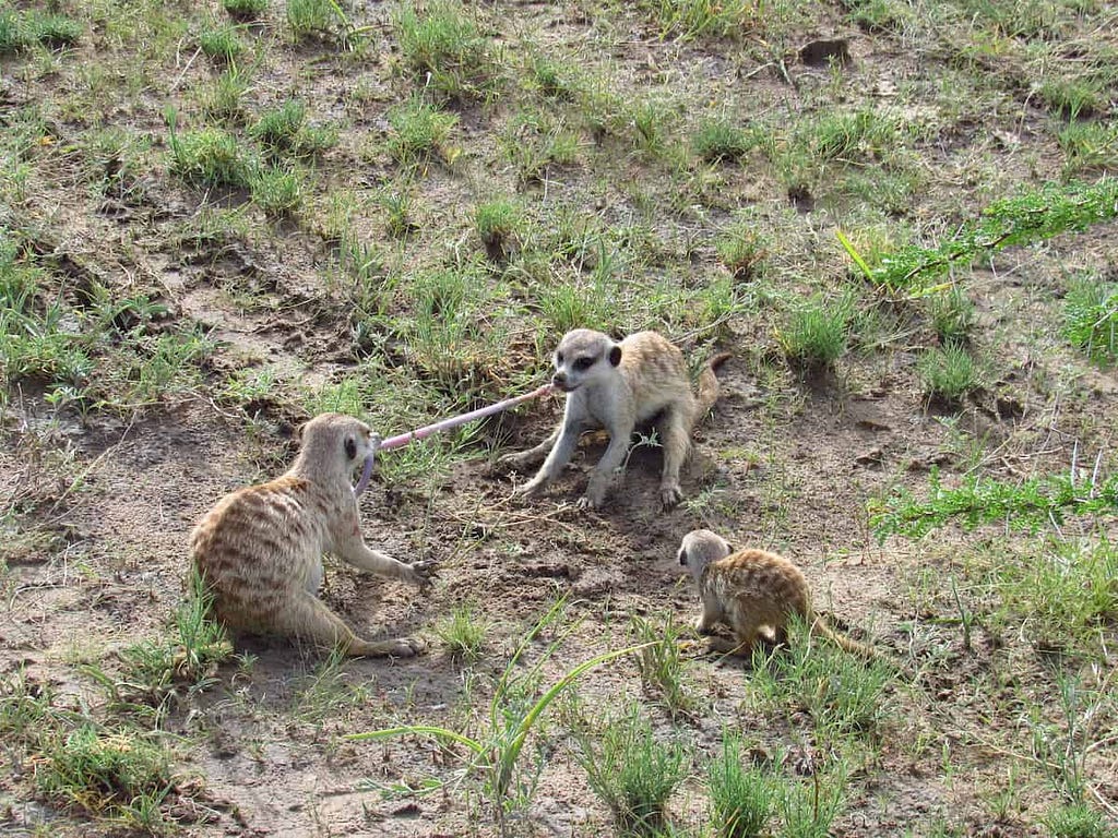 Two Meerkats arguing over lunch in the scrubby grass of Makgadikgadi Pan, with a youngster looking on.