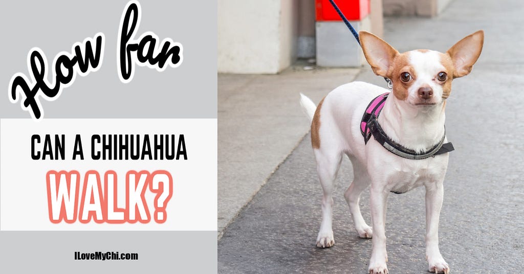 How Far Can a Chihuahua Walk: Vital Tips for Pet Owners