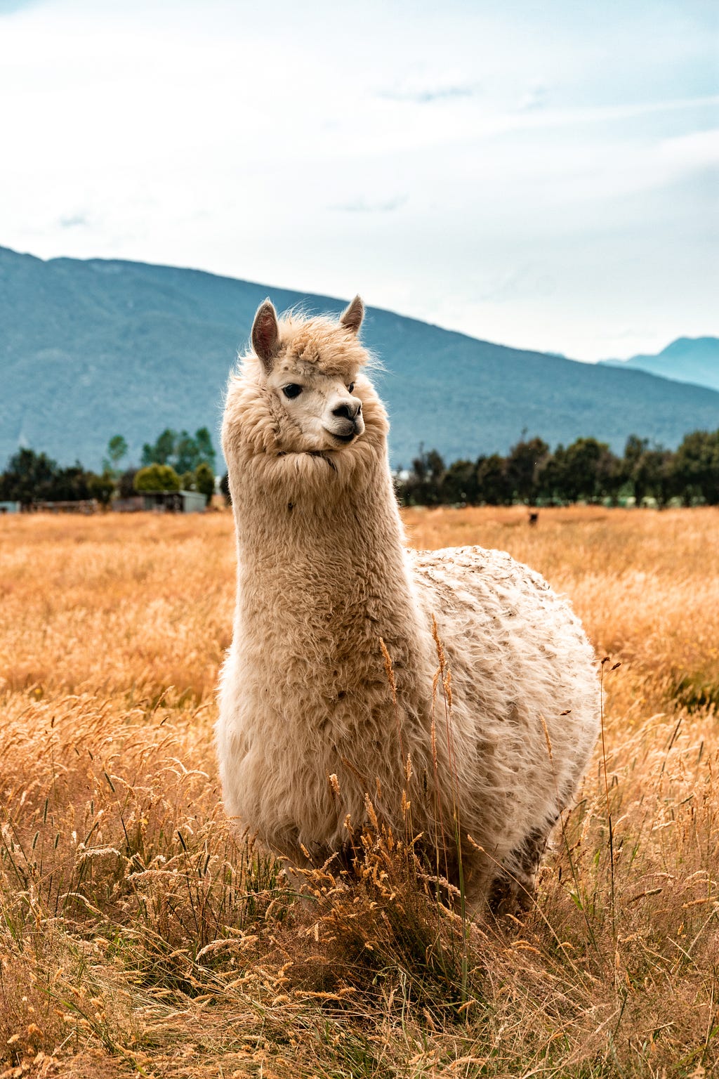 Alpaca