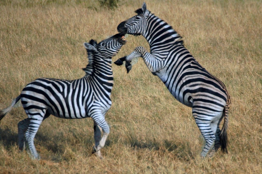 Botswana Zebra migration