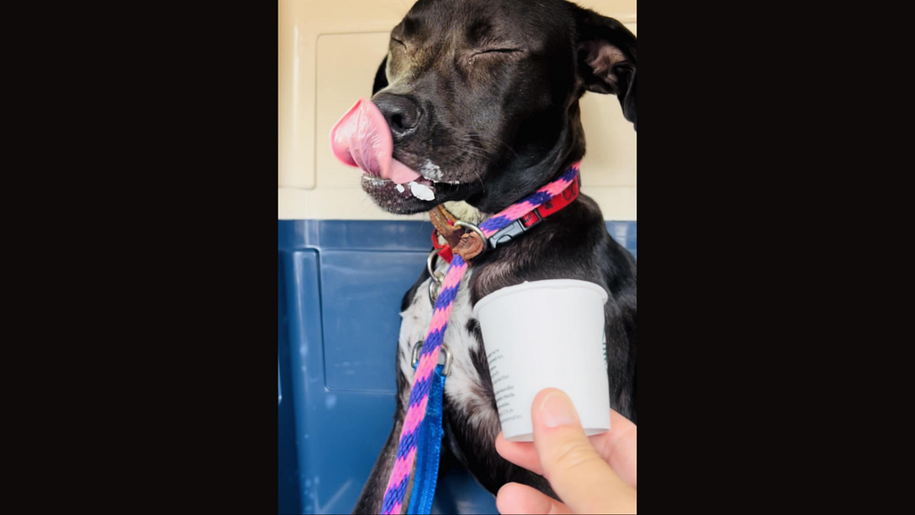 puppy having a pup cup