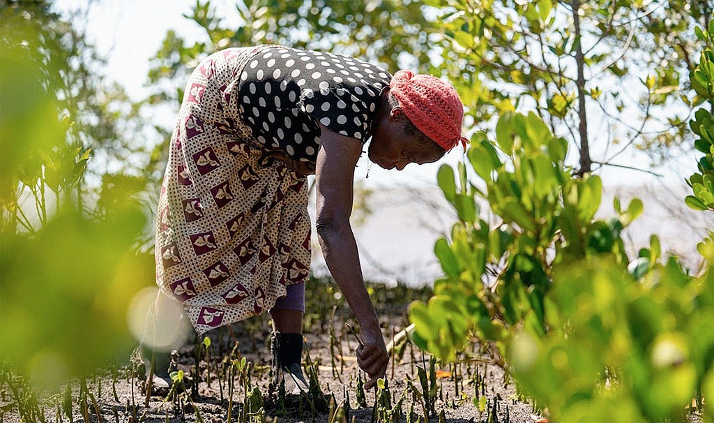 Woman planting trees in Mozambique