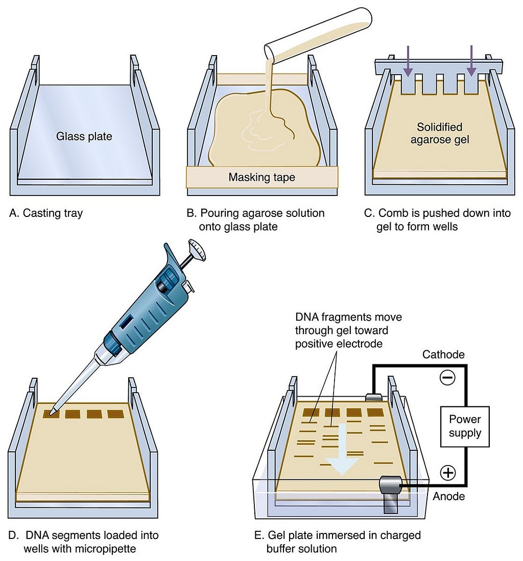 Fig 6. Gel electrophoresis preparation steps